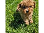 Poodle (Toy) Puppy for sale in Montgomery, IN, USA