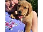 Labrador Retriever Puppy for sale in Marion Center, PA, USA