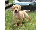 Labrador Retriever Puppy for sale in Marion Center, PA, USA