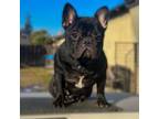 French Bulldog Puppy for sale in Modesto, CA, USA