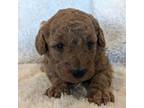 Goldendoodle Puppy for sale in Silverton, OR, USA