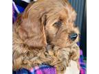 Cavapoo Puppy for sale in Canistota, SD, USA