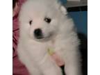 American Eskimo Dog Puppy for sale in Birmingham, IA, USA