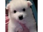 American Eskimo Dog Puppy for sale in Birmingham, IA, USA