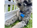 Cavapoo Puppy for sale in Bloomfield, MO, USA