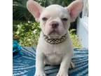French Bulldog Puppy for sale in Deland, FL, USA