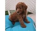 Poodle (Toy) Puppy for sale in Rockford, IL, USA