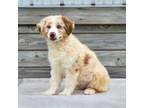 Australian Shepherd Puppy for sale in Bethany, IL, USA