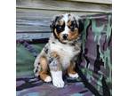 Australian Shepherd Puppy for sale in Bethany, IL, USA