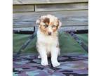 Australian Shepherd Puppy for sale in Bethany, IL, USA