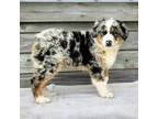 Australian Shepherd Puppy for sale in Bethany, IL, USA