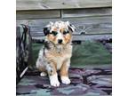 Australian Shepherd Puppy for sale in Bethany, IL, USA