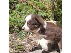 Miniature Australian Shepherd Puppy for sale in Seattle, WA, USA