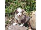 Miniature Australian Shepherd Puppy for sale in Seattle, WA, USA