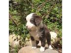 Miniature Australian Shepherd Puppy for sale in Seattle, WA, USA