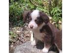 Miniature Australian Shepherd Puppy for sale in Seattle, WA, USA