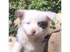 Miniature Australian Shepherd Puppy for sale in Seattle, WA, USA