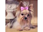 Yorkshire Terrier Puppy for sale in Chula Vista, CA, USA