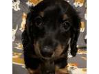 Dachshund Puppy for sale in Old Town, FL, USA