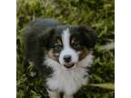 Australian Shepherd Puppy for sale in Cotati, CA, USA