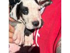 Great Dane Puppy for sale in Grove City, OH, USA