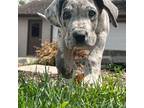 Great Dane Puppy for sale in Grove City, OH, USA