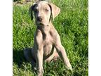 Great Dane Puppy for sale in Grove City, OH, USA