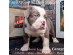 Olde English Bulldogge Puppy for sale in Houston, TX, USA