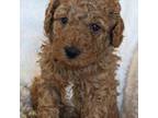 F Medium-Sized Goldendoodle