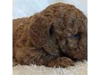 Goldendoodle Puppy for sale in Silverton, OR, USA