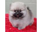 Pomeranian Puppy for sale in San Luis Obispo, CA, USA