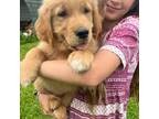 Golden Retriever Puppy for sale in Woodbury, TN, USA