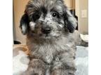 Mutt Puppy for sale in Horseshoe Bay, TX, USA