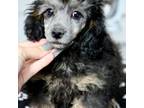 Mutt Puppy for sale in Muskogee, OK, USA