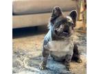 French Bulldog Puppy for sale in Houston, TX, USA