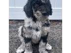 Mutt Puppy for sale in Smyrna, TN, USA