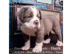 Olde English Bulldogge Puppy for sale in Houston, TX, USA