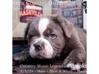 Olde English Bulldogge Puppy for sale in Houston, TX, USA