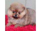 Pomeranian Puppy for sale in San Luis Obispo, CA, USA