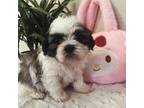 Shih Tzu Puppy for sale in Phoenix, AZ, USA