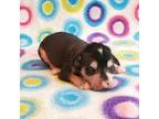 Chinese Crested Puppy for sale in Fort Payne, AL, USA