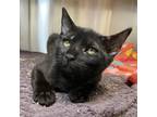 Adopt Viper a All Black Domestic Shorthair / Domestic Shorthair / Mixed cat in