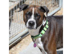 Adopt Gemma a Brown/Chocolate Boxer / Mixed dog in Buena Vista, CO (38906094)