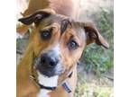 Adopt Pipo a Mixed Breed (Medium) / Mixed dog in Walker, MI (38727544)