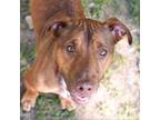 Adopt Paco a Mixed Breed (Medium) / Mixed dog in Walker, MI (38727543)
