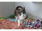 Adopt Ottis a Domestic Shorthair / Mixed (short coat) cat in Dearborn