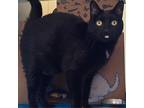 Adopt Kiki a All Black Domestic Shorthair / Mixed cat in West Olive