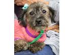 Adopt Lady a Tan/Yellow/Fawn - with Black Terrier (Unknown Type