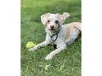 Adopt Daisy a White - with Tan, Yellow or Fawn Poodle (Miniature) / Mixed Breed