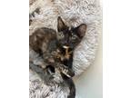 Adopt Fawn a Domestic Shorthair / Mixed (short coat) cat in Dalton